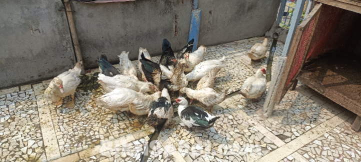 চিনা হাস